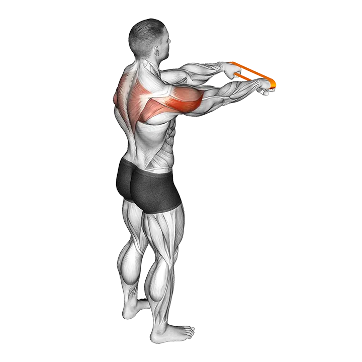 Resistance Band Rear Fly exercise animation (Männlich)