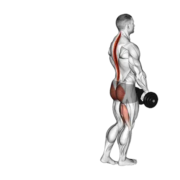 Dumbbell Single Stiff Leg Deadlift