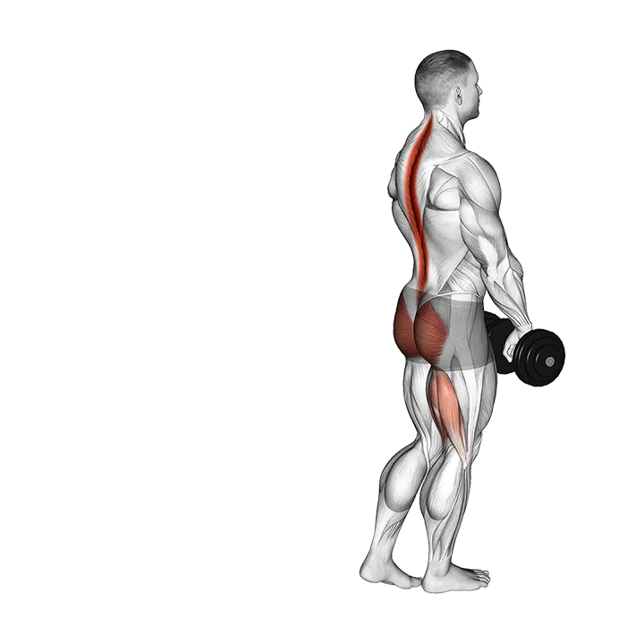 Dumbbell Single Stiff Leg Deadlift exercise animation (Male)