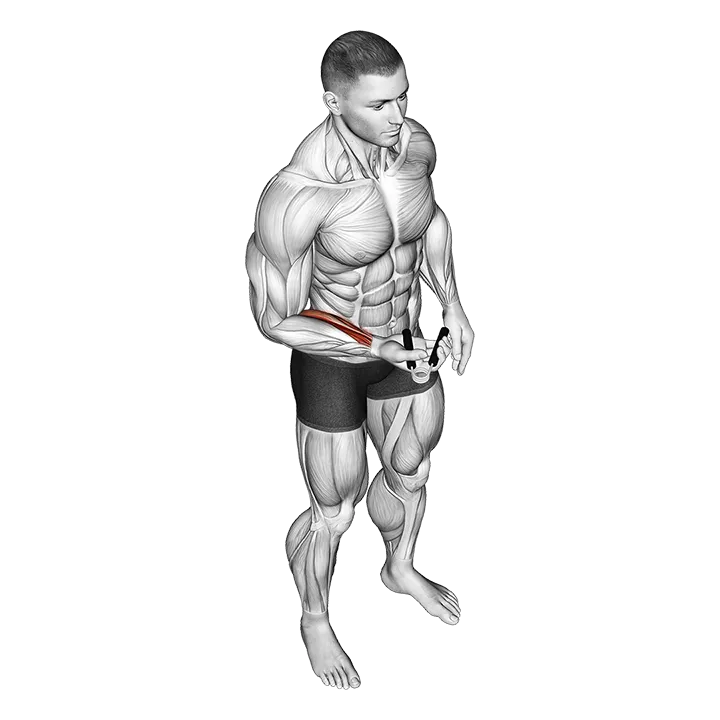 Hand Spring Wrist Curl exercise animation (Male)