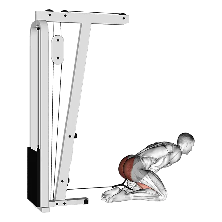 Cable Kneeling Pull Through exercise animation (Male)