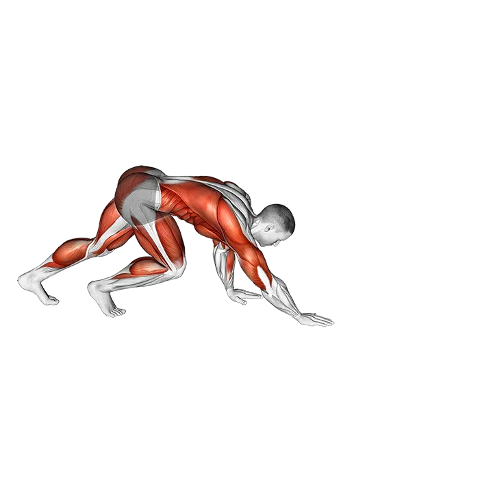 Bear Crawl exercise animation (Male)