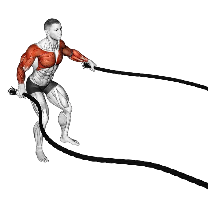 Battling Ropes Fly exercise animation (Männlich)