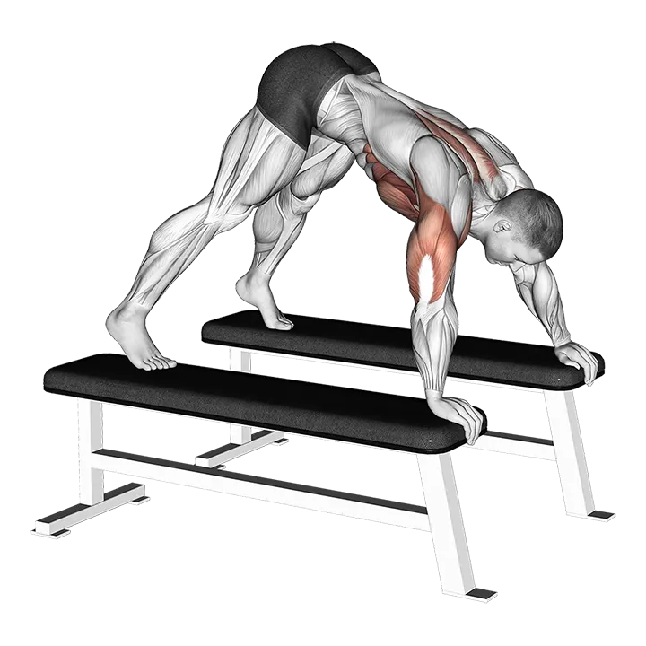 Pike Push-up (between Benches) exercise animation (Männlich)