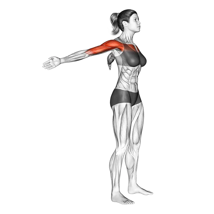 Standing Phelps exercise animation (Female)