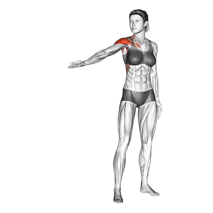 Standing Shoulder Circling exercise animation (Female)