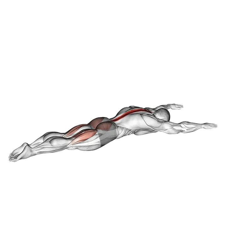 Superman exercise animation (Hombre)