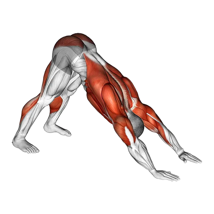 Downward Facing Dog exercise animation (Male)