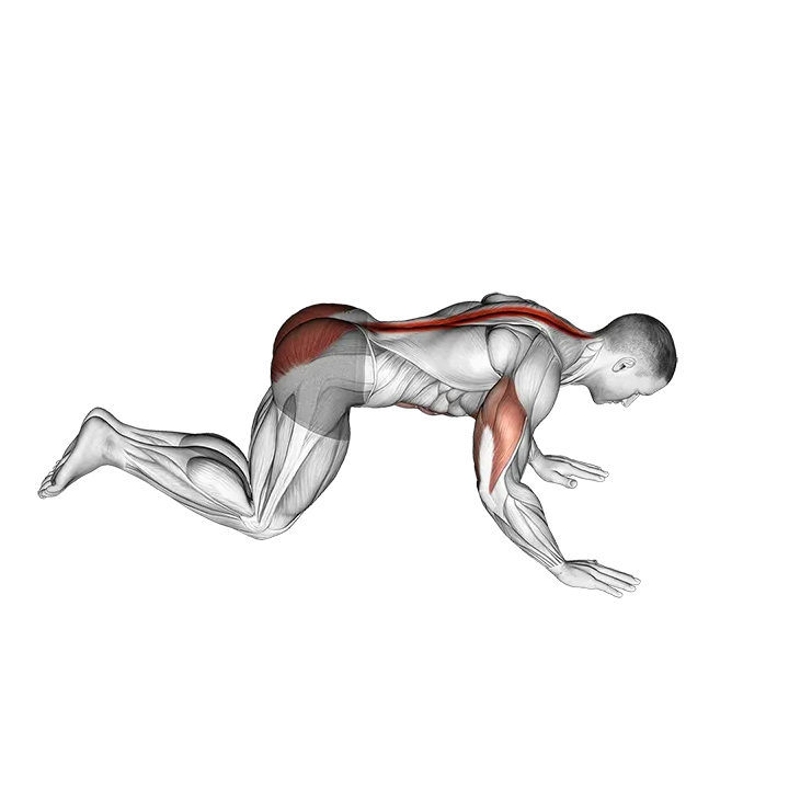 Kneeling Cobra Push-up exercise animation (Male)