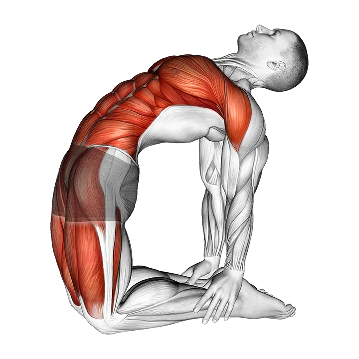 Camel Pose exercise animation (Male)
