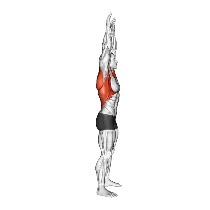 Shoulder Backbend Stretch exercise animation (Male)