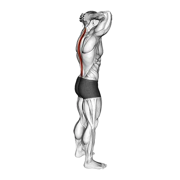 Spine Backbend Stretch
