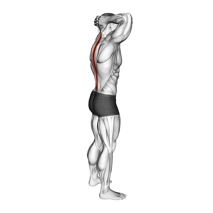 Spine Backbend Stretch exercise animation (Male)