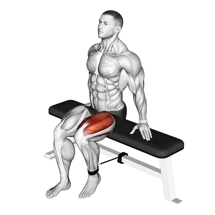 Band Seated Leg Extension exercise animation (Male)