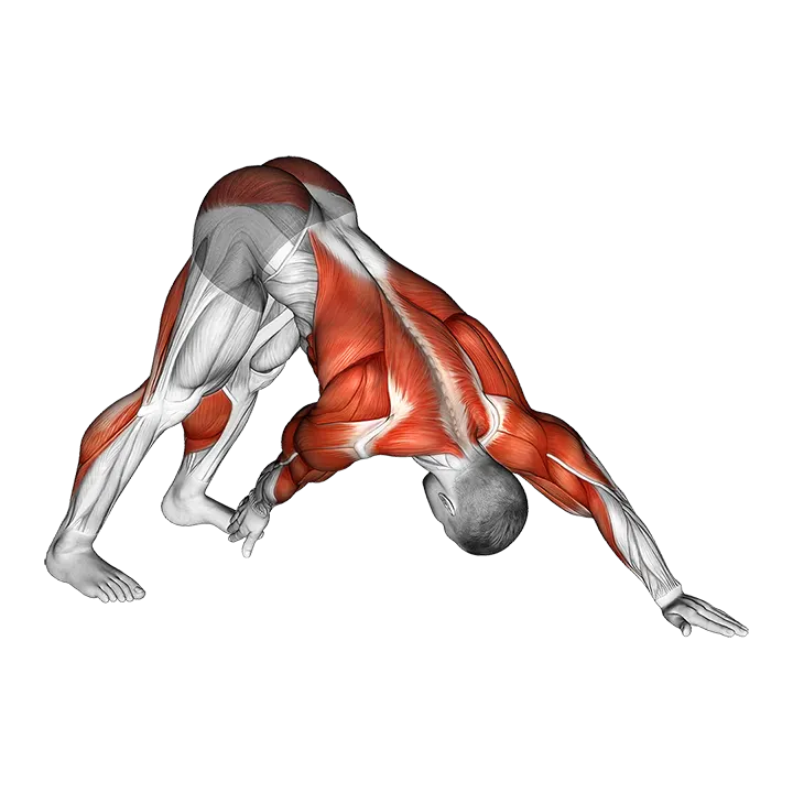 Downward Facing Dog Toe Touch exercise animation (Male)