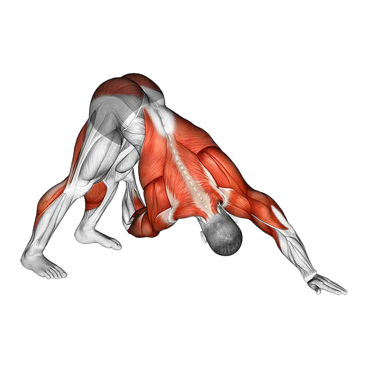 Downward Facing Dog Spine Mobility exercise animation (Male)