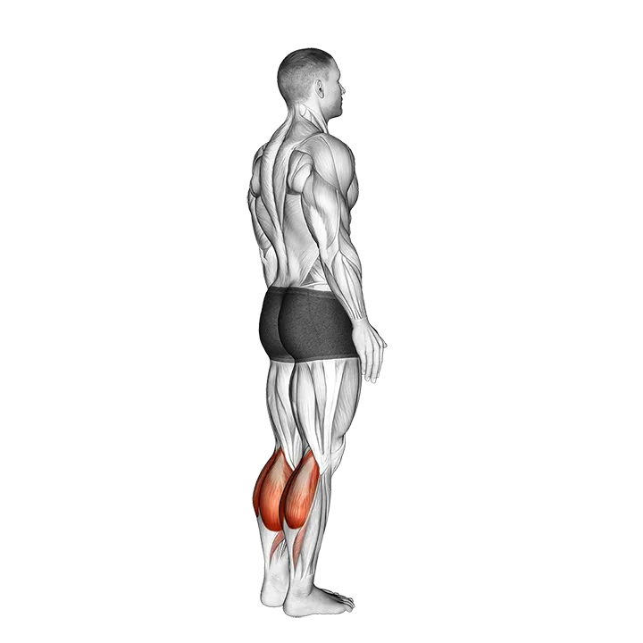 Bodyweight Standing Pulse Calf Raise exercise animation (Male)