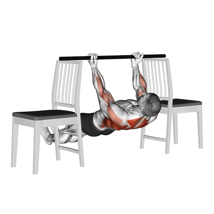 Inverted Underhand Grip Row between Chairs exercise animation (Male)
