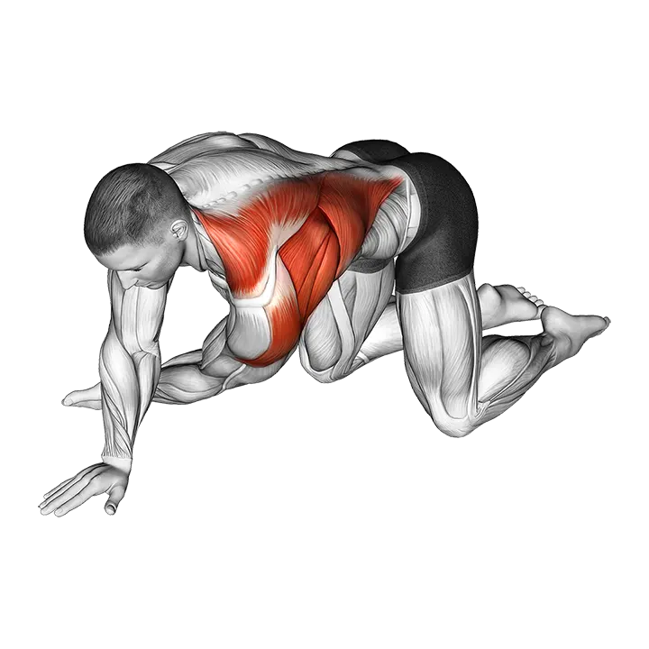 Kneeling T-Spine Mobility Stretching exercise animation (Male)