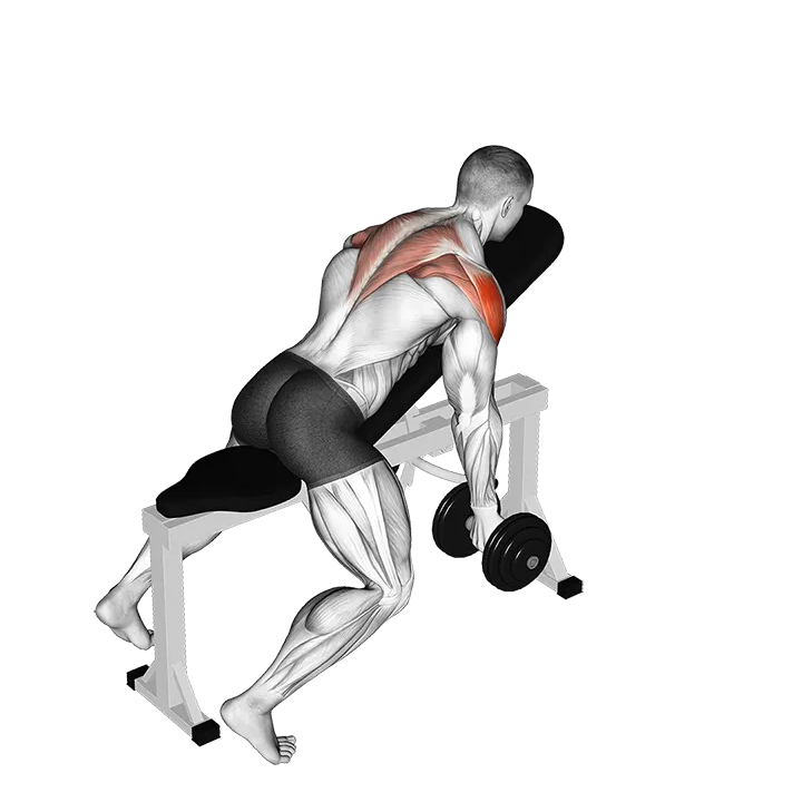 Dumbbell Incline T-Raise exercise animation (Male)