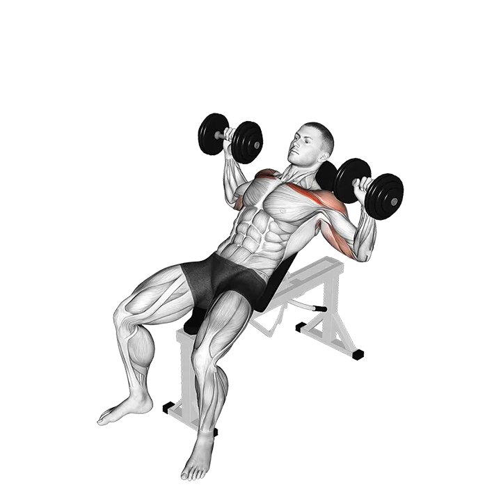 Dumbbell Incline Alternate Press exercise animation (Hombre)