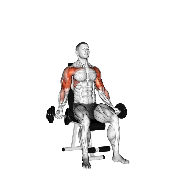 Dumbbell Seated Biceps Curl to Shoulder Press exercise animation (Male)