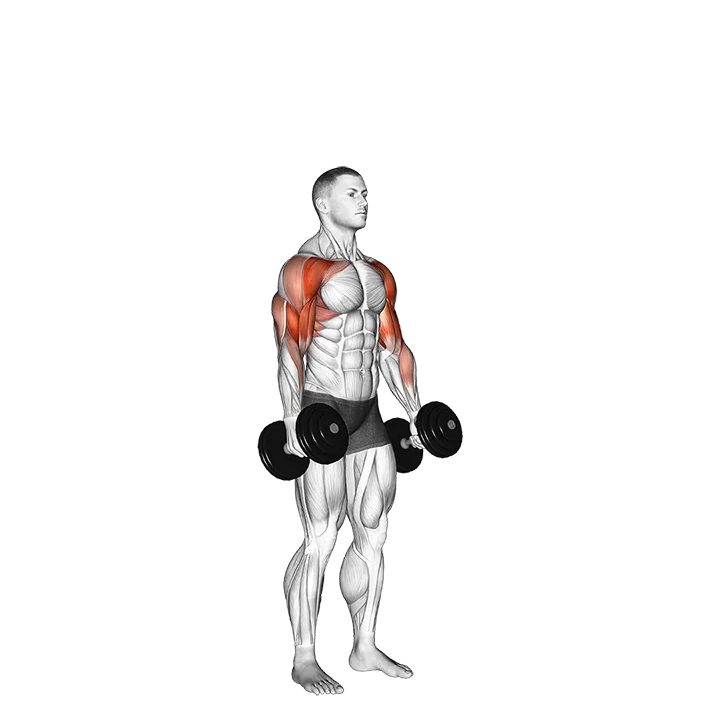 Dumbbell Standing Alternate Hammer Curl and Press exercise animation (Male)