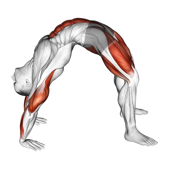 Bridge Pose Yoga Stretch exercise animation (Male)