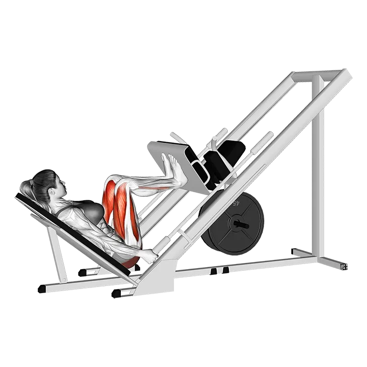 Sled 45 degrees Narrow Stance Leg Press exercise animation (Female)