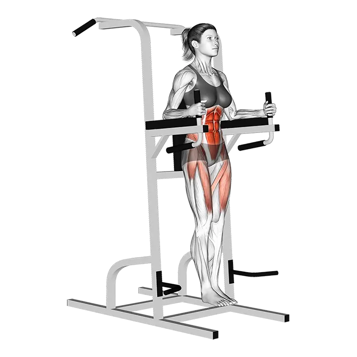 Vertical Leg Raise (on parallel bars) (VERSION 2) exercise animation (Female)