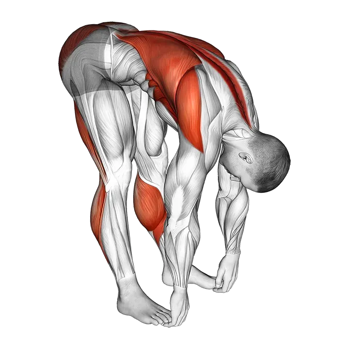Standing Hamstrings and Back Stretch exercise animation (Male)