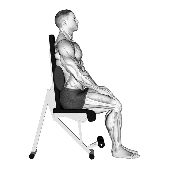 Static Position Seated Back with Pad exercise animation (Male)