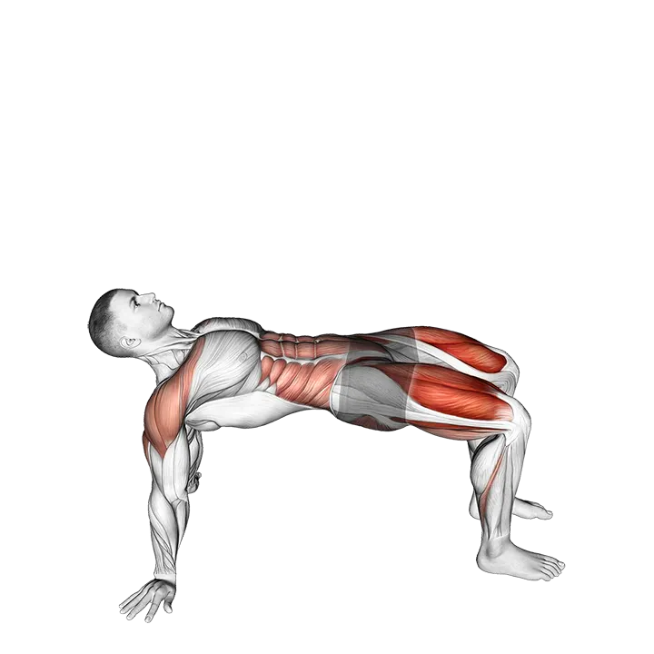 Reverse Plank with Leg Lift exercise animation (Male)