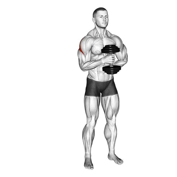 Dumbbell External Rotation exercise animation (Männlich)
