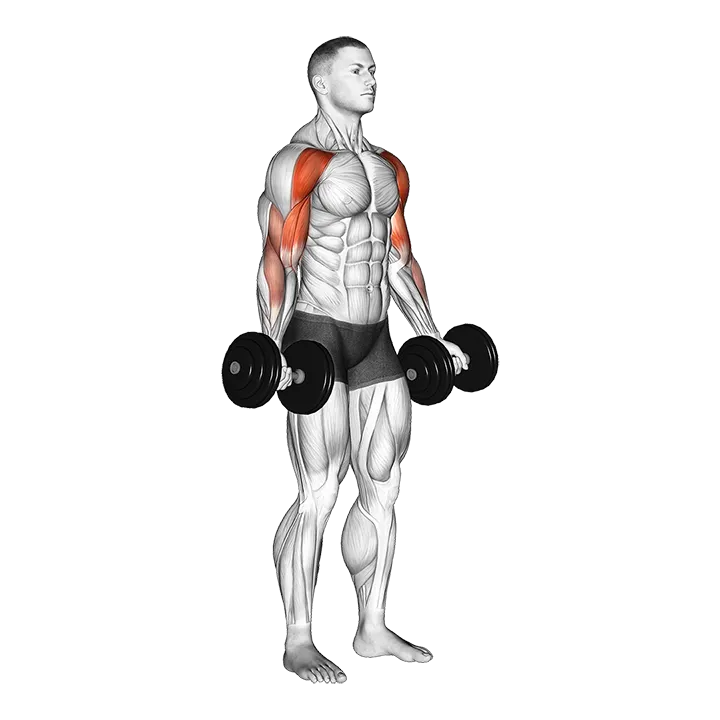 Dumbbell Drag Bicep Curl exercise animation (Male)