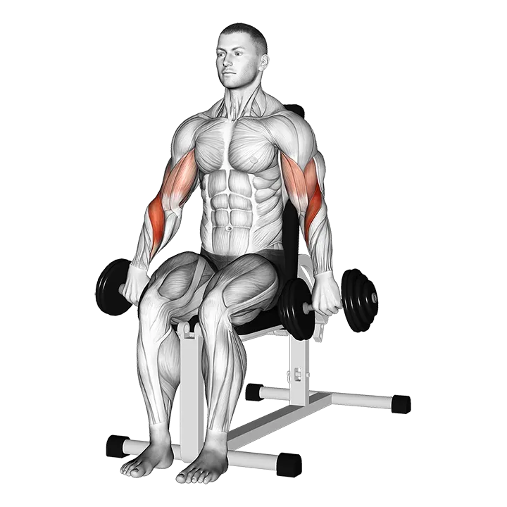 Dumbbell Seated Reverse Grip Biceps Curl exercise animation (Male)