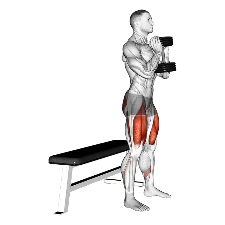 Dumbbell Goblet Box Squat exercise animation (Male)
