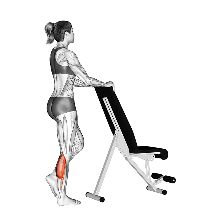 Standing Single Leg Calf Raise with Support exercise animation (Female)