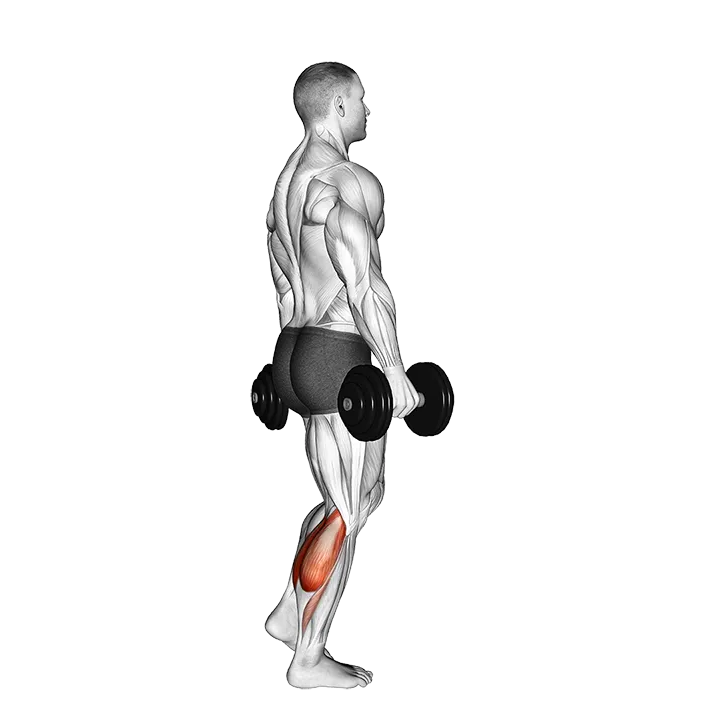Dumbbell Standing Single Leg Calf Raise exercise animation (Male)