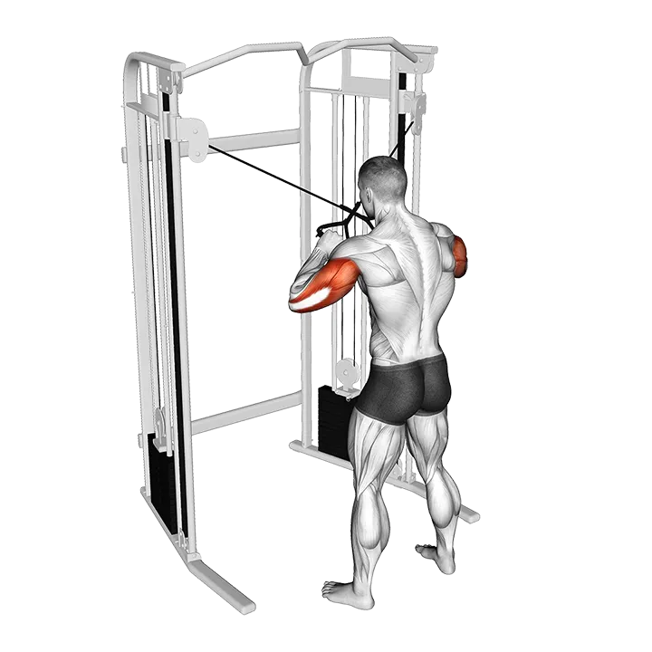 Cable Standing High Cross Triceps Extension exercise animation (Male)
