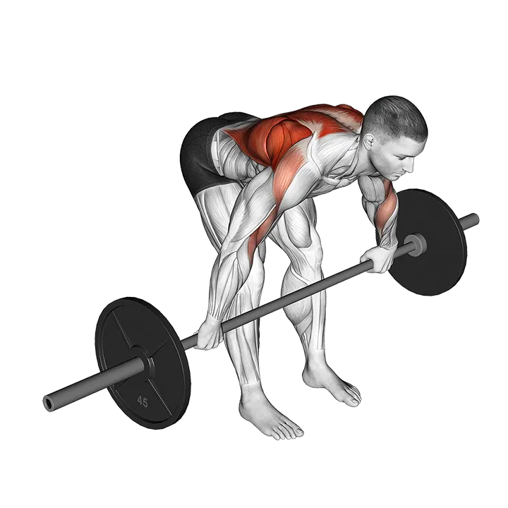 Barbell Bent Over Wide Grip Row exercise animation (Male)