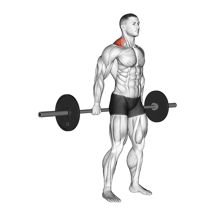 Barbell Behind The Back Shrug exercise animation (Male)