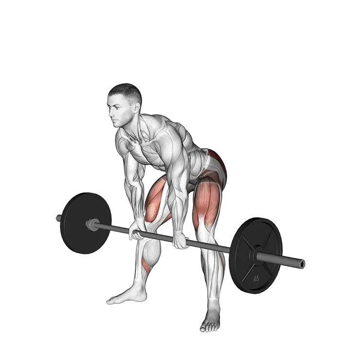 Barbell Sumo Romanian Deadlift exercise animation (Hombre)