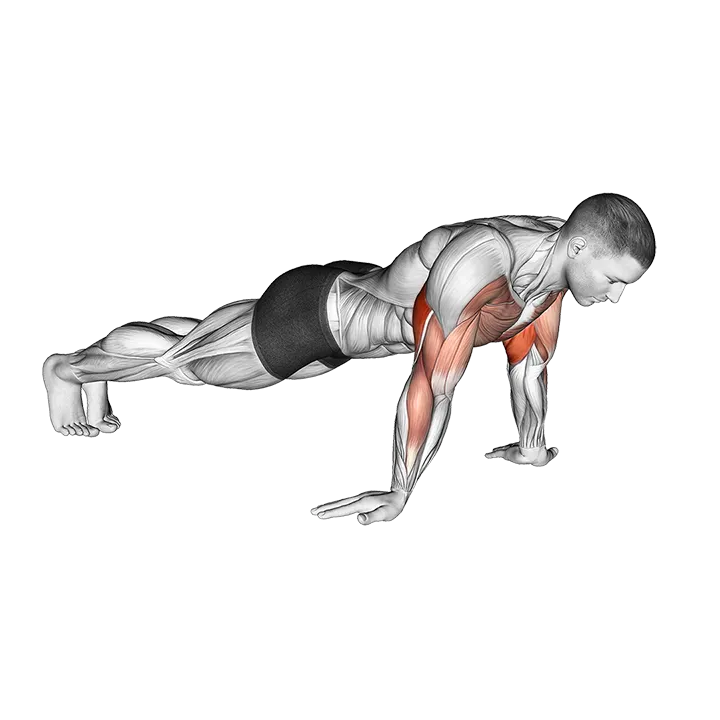 Reverse Push-up exercise animation (Male)