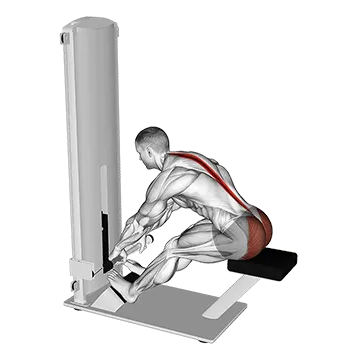 Lever Seated Good Morning