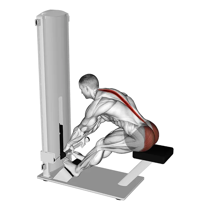 Lever Seated Good Morning exercise animation (Männlich)