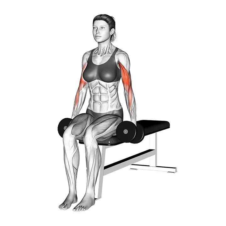 Dumbbell Seated Alternate Biceps Curl exercise animation (Female)