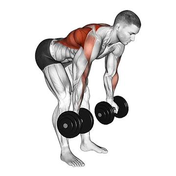 Dumbbell Bent Over Reverse Row