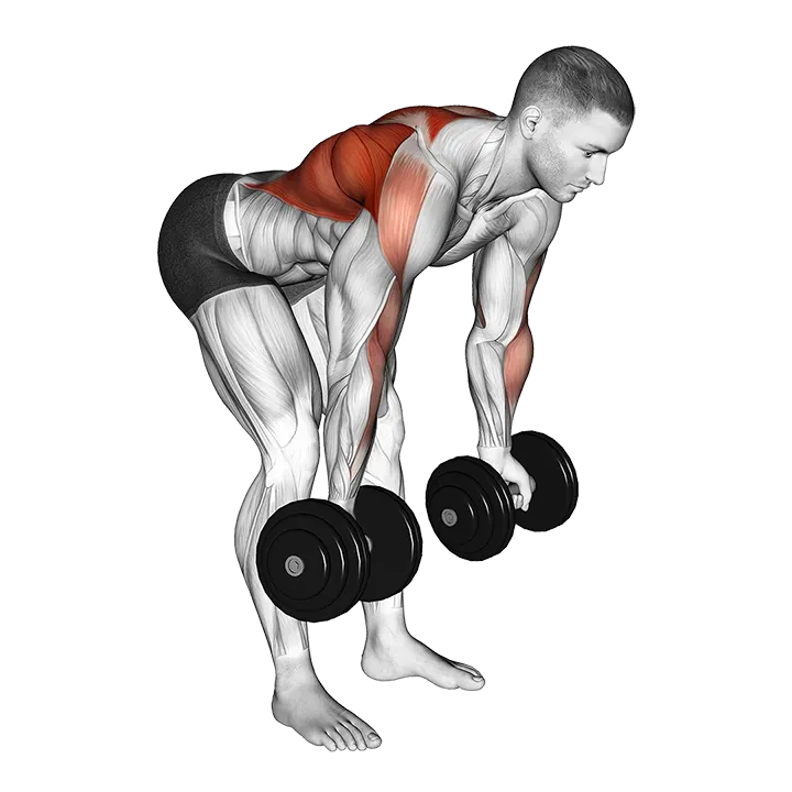 Dumbbell Bent Over Reverse Row exercise animation (Male)