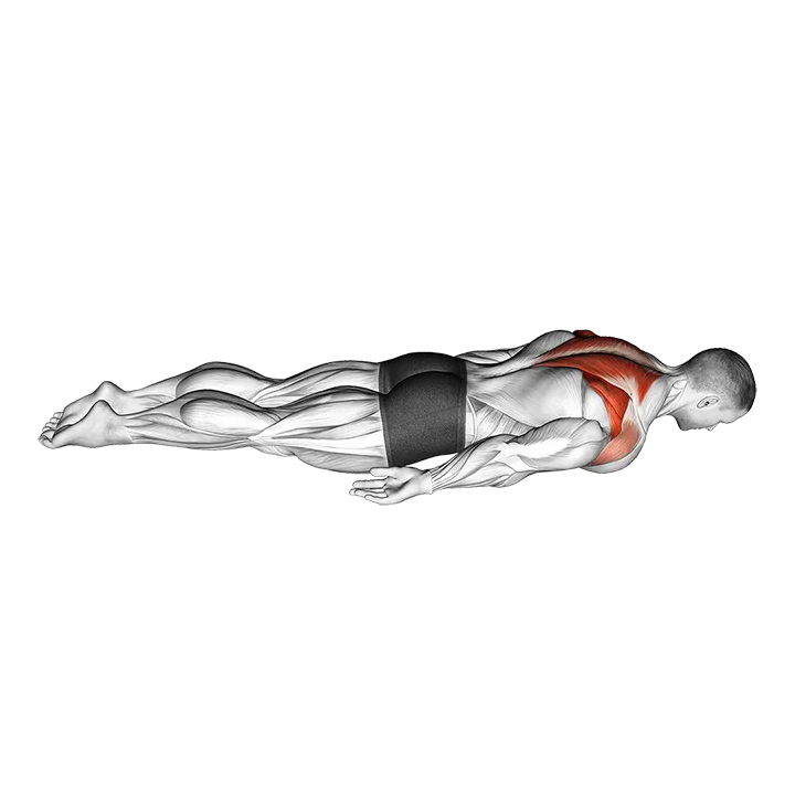 Pulse Row exercise animation (Male)